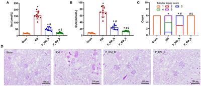 Exogenous Biological Renal Support Improves Kidney Function in Mice With Rhabdomyolysis-Induced Acute Kidney Injury